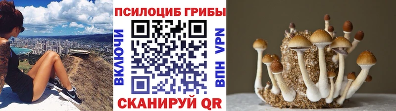Псилоцибиновые грибы прущие грибы  даркнет сайт  Кудымкар 
